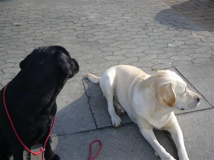 Hunde billeder billede 43