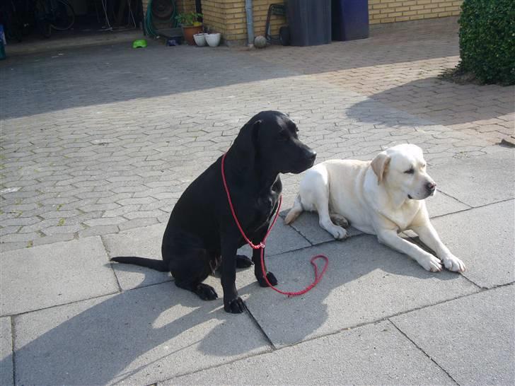 Hunde billeder billede 44