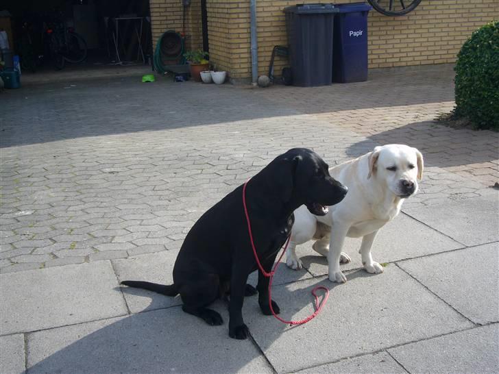 Hunde billeder billede 45