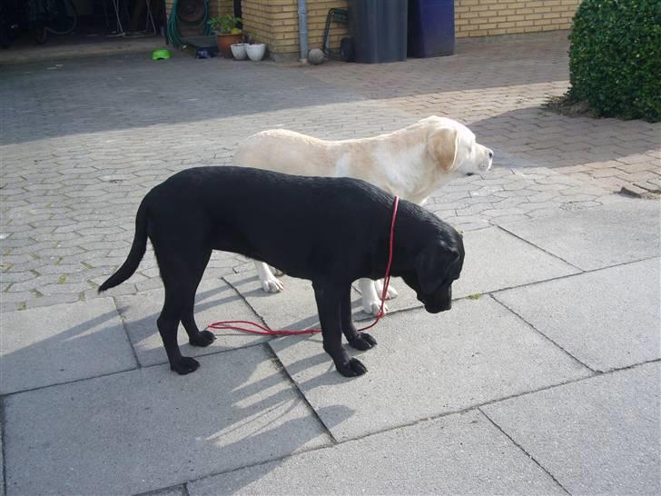 Hunde billeder billede 46