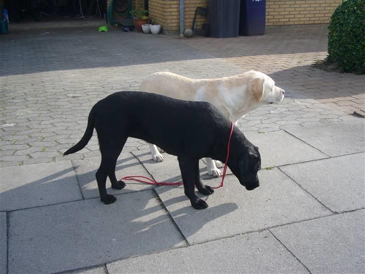 Hunde billeder billede 47