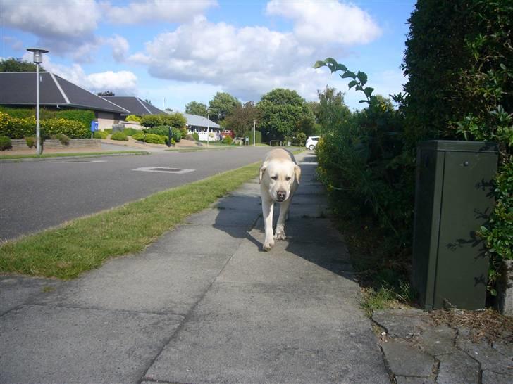 Hunde billeder billede 49