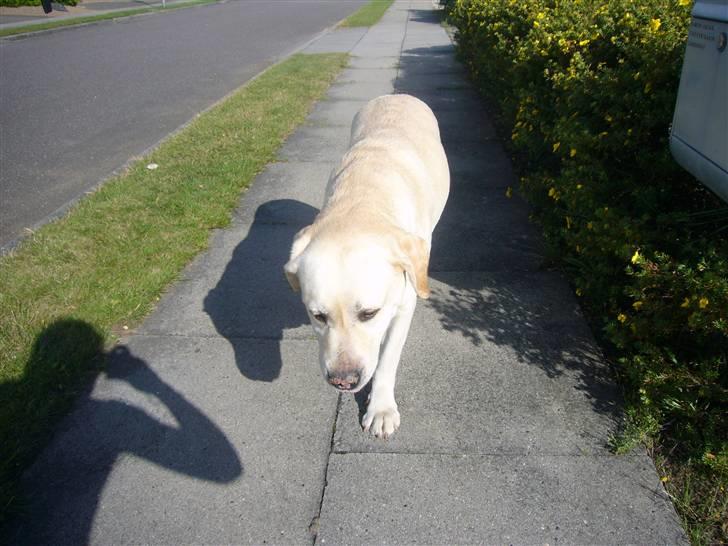 Hunde billeder billede 50