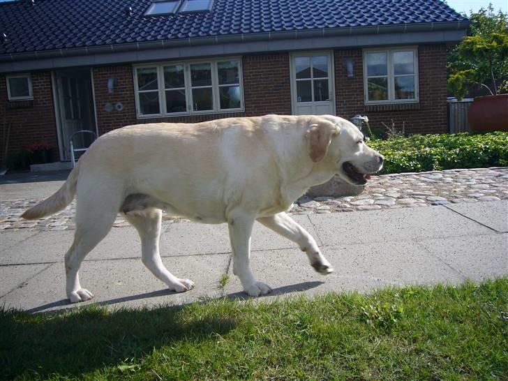 Hunde billeder billede 51