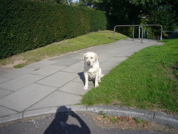 Hunde billeder billede 52