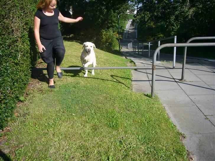 Hunde billeder billede 53