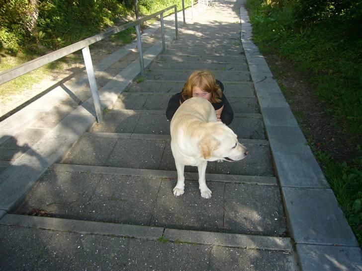 Hunde billeder billede 54