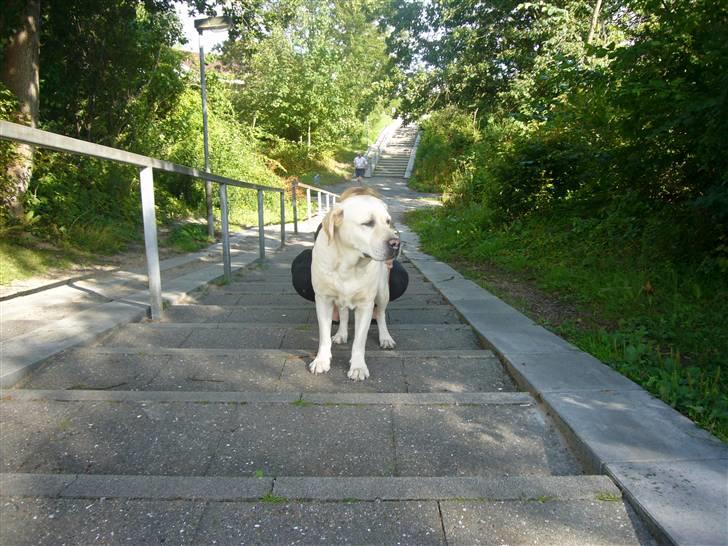 Hunde billeder billede 55