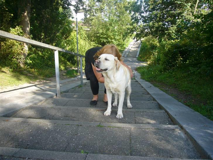 Hunde billeder billede 56