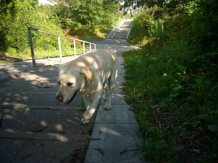 Hunde billeder billede 58