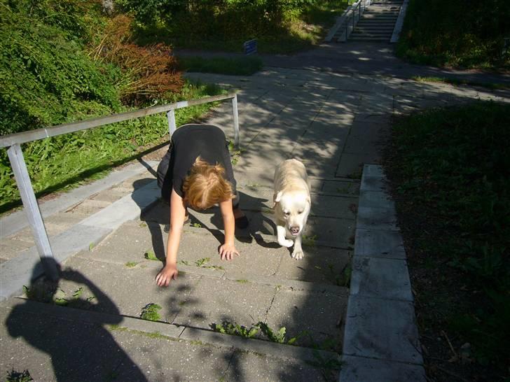 Hunde billeder billede 59