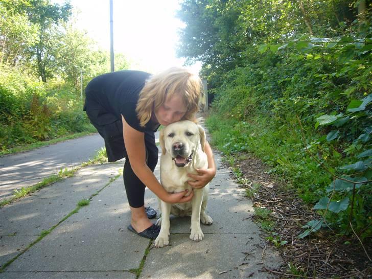 Hunde billeder billede 60