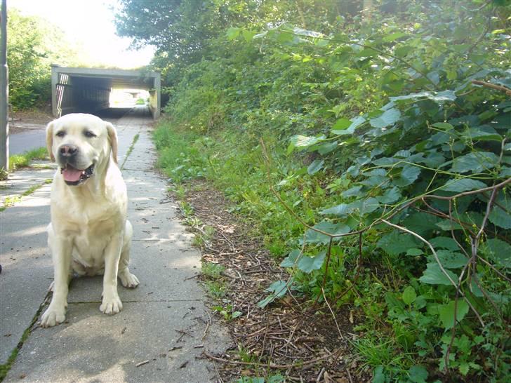 Hunde billeder billede 61