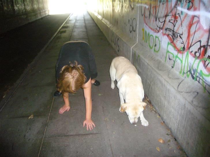 Hunde billeder billede 62