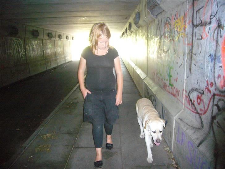 Hunde billeder billede 63