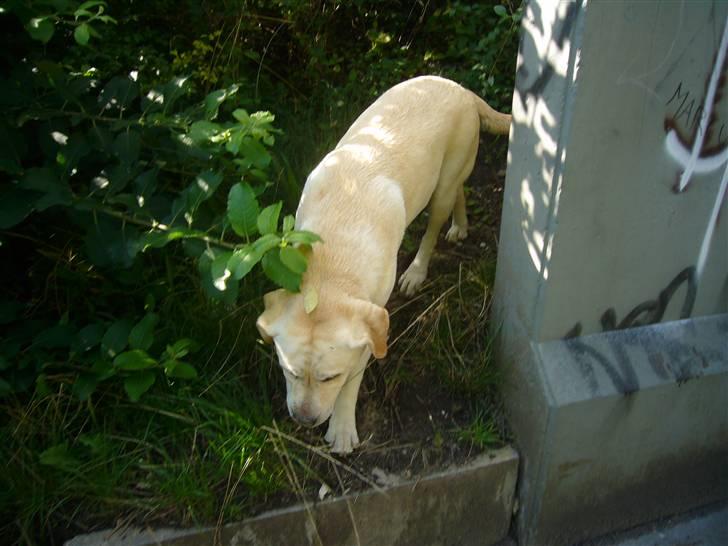 Hunde billeder billede 64