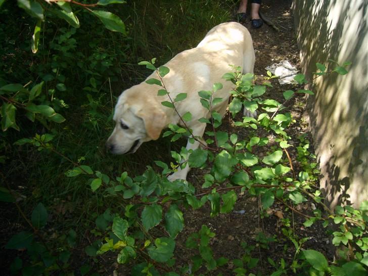 Hunde billeder billede 65