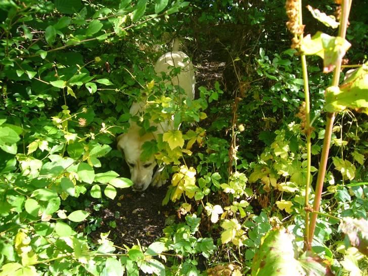 Hunde billeder billede 66