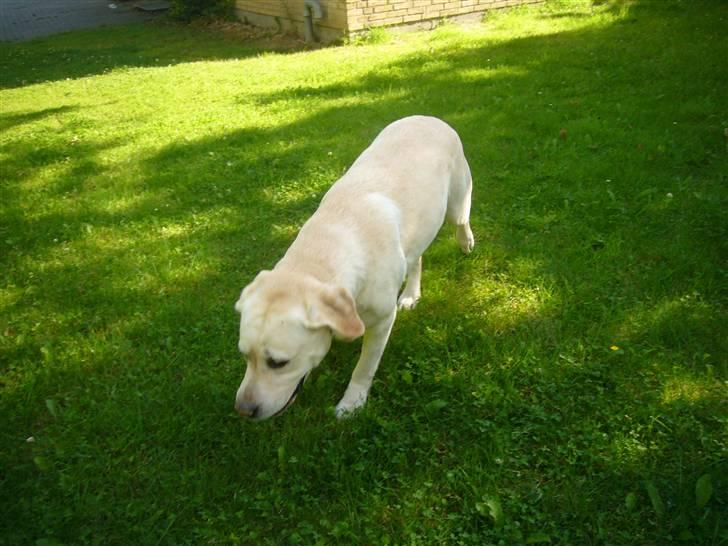 Hunde billeder billede 67