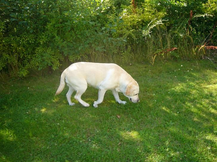 Hunde billeder billede 68