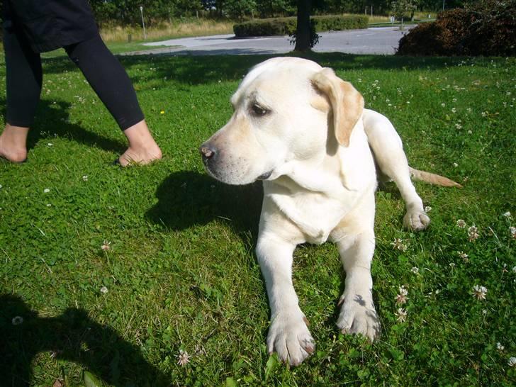 Hunde billeder billede 69