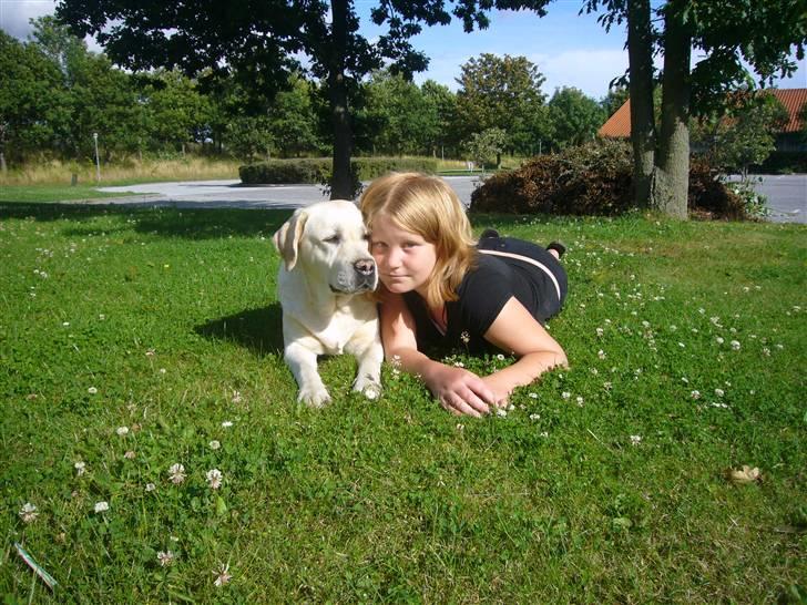 Hunde billeder billede 70