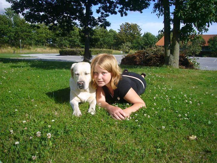 Hunde billeder billede 71