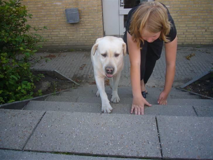 Hunde billeder billede 72