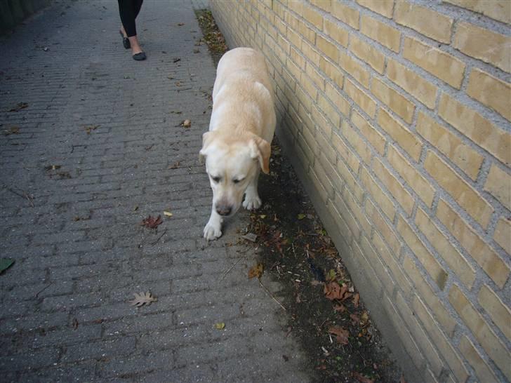 Hunde billeder billede 74