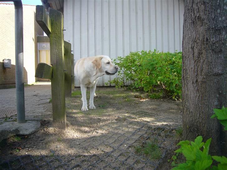 Hunde billeder billede 77