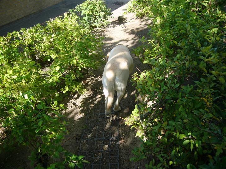 Hunde billeder billede 78