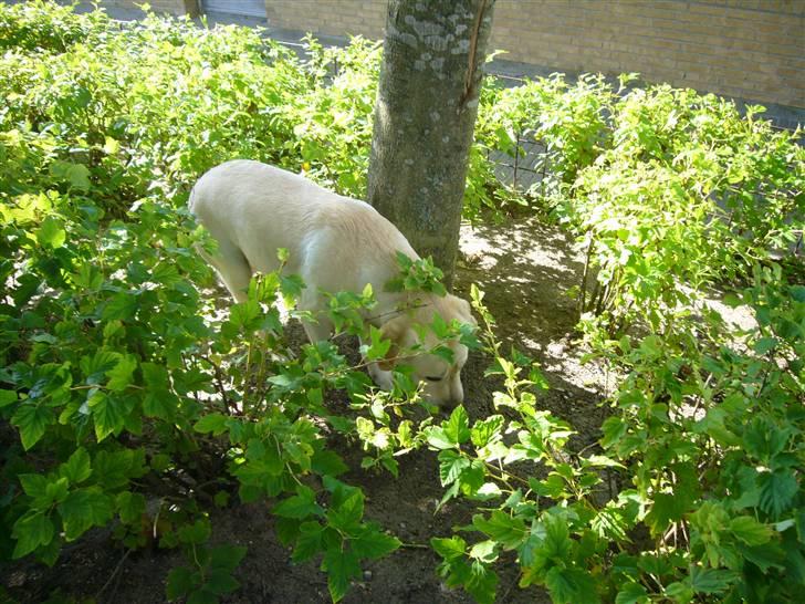 Hunde billeder billede 79