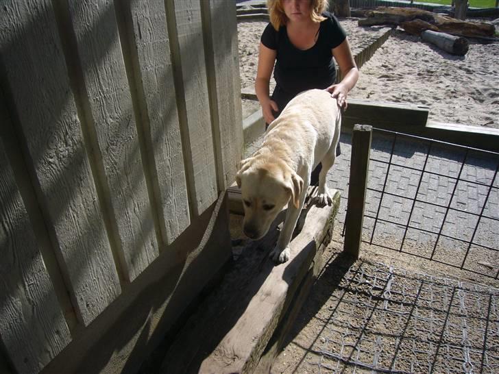 Hunde billeder billede 80