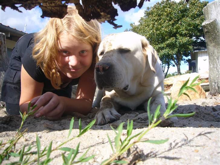 Hunde billeder billede 81