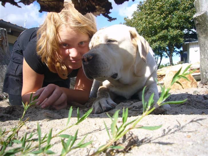 Hunde billeder billede 82