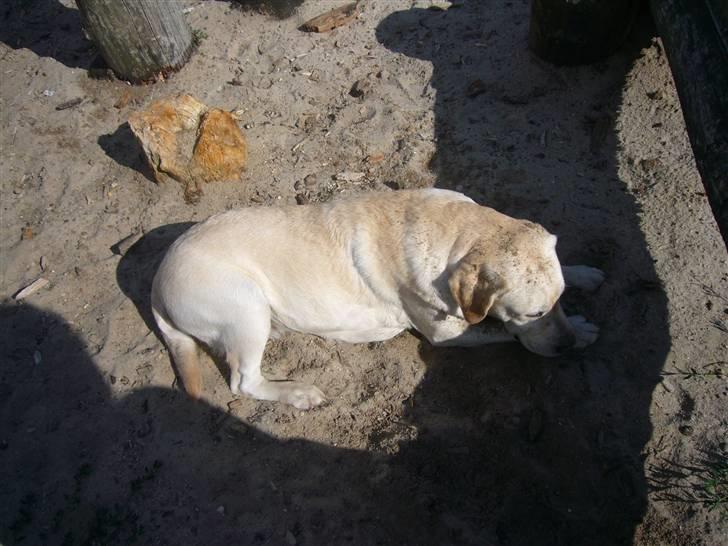 Hunde billeder billede 83