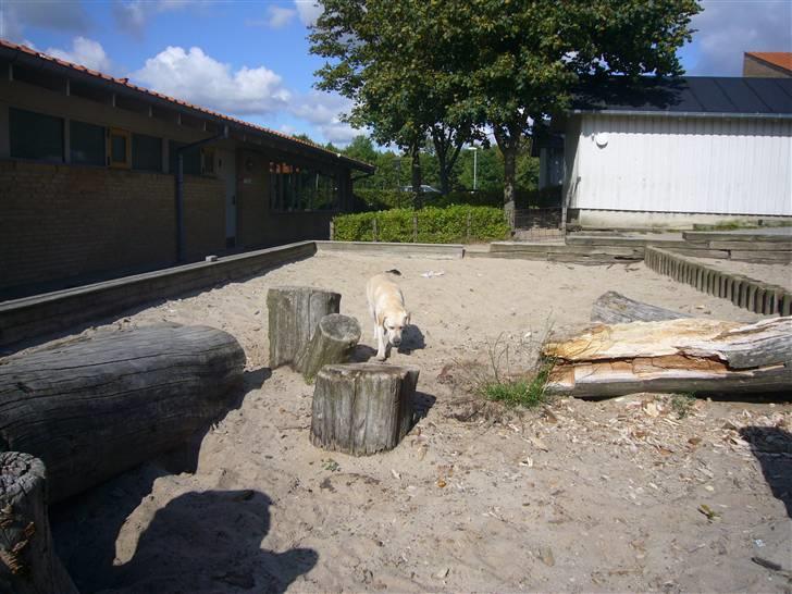 Hunde billeder billede 85