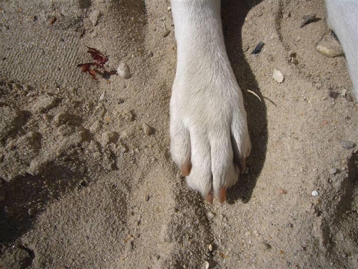 Hunde billeder billede 86