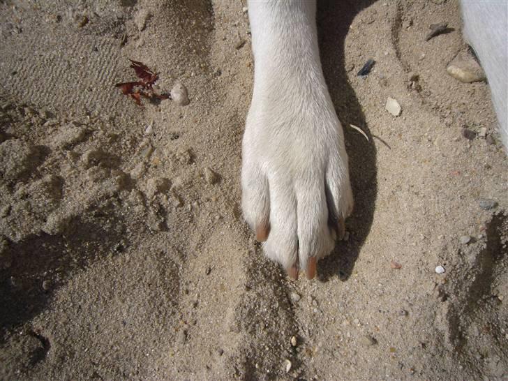 Hunde billeder billede 87