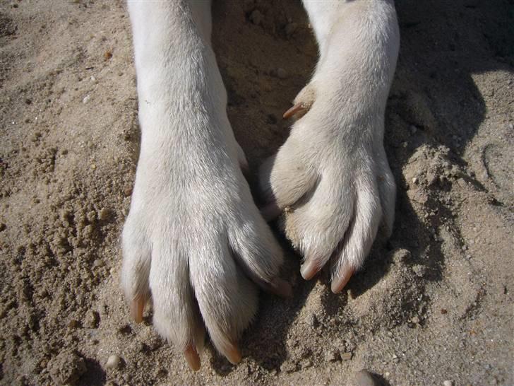 Hunde billeder billede 88