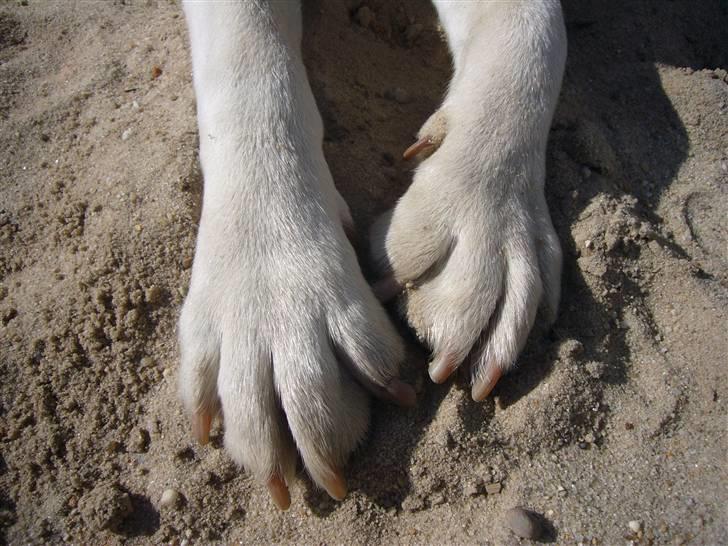 Hunde billeder billede 89