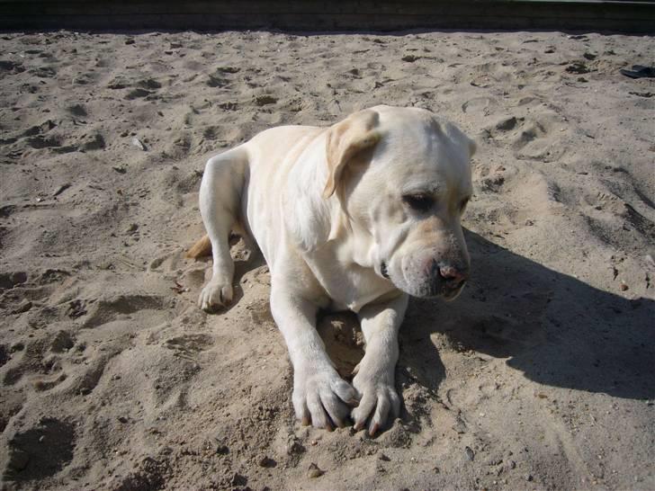 Hunde billeder billede 90