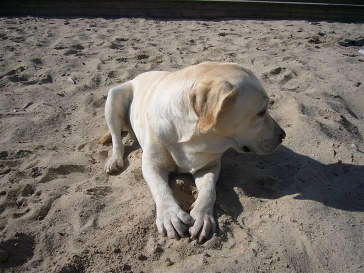 Hunde billeder billede 91