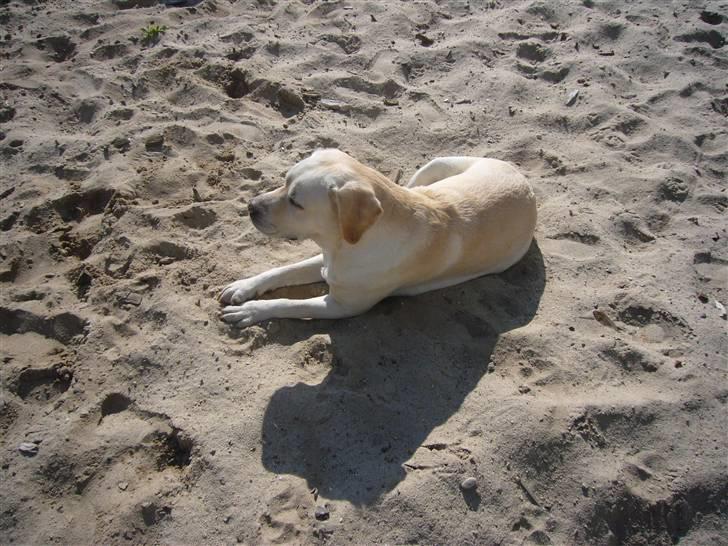 Hunde billeder billede 92