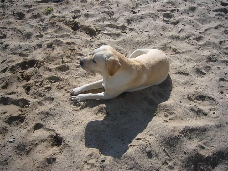 Hunde billeder billede 93