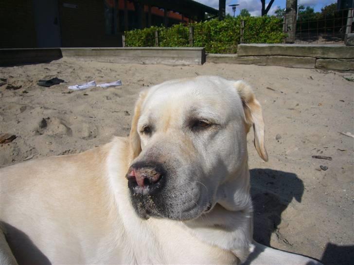 Hunde billeder billede 94