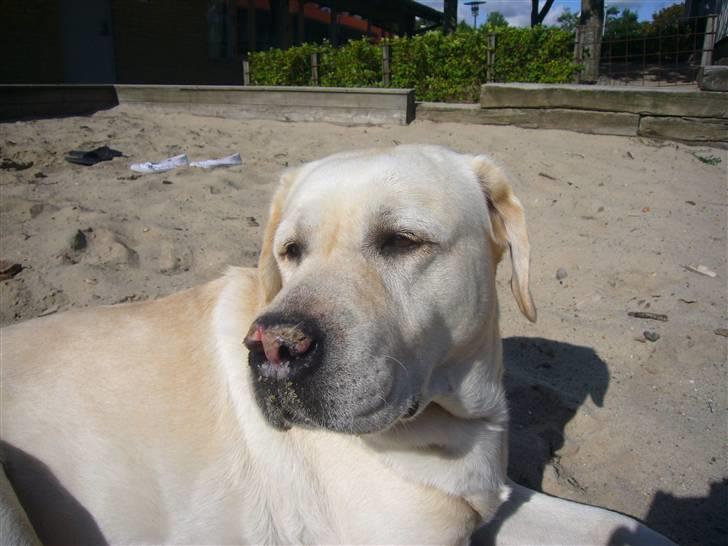 Hunde billeder billede 95