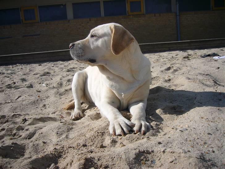 Hunde billeder billede 96