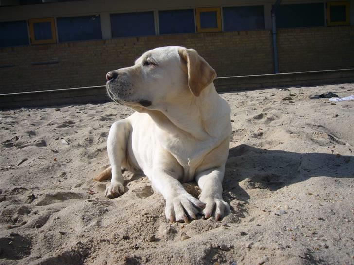 Hunde billeder billede 97