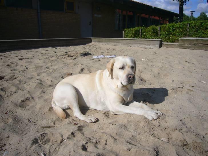 Hunde billeder billede 98